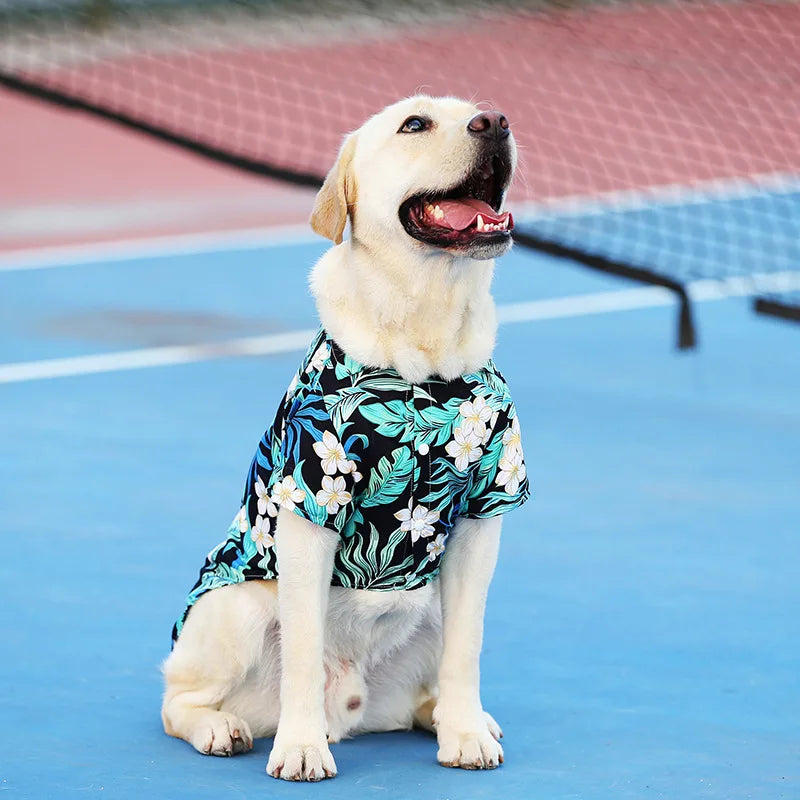Labrador wearing a breathable black floral Hawaiian pet shirt for summer, available in sizes XS-5XL for dogs.