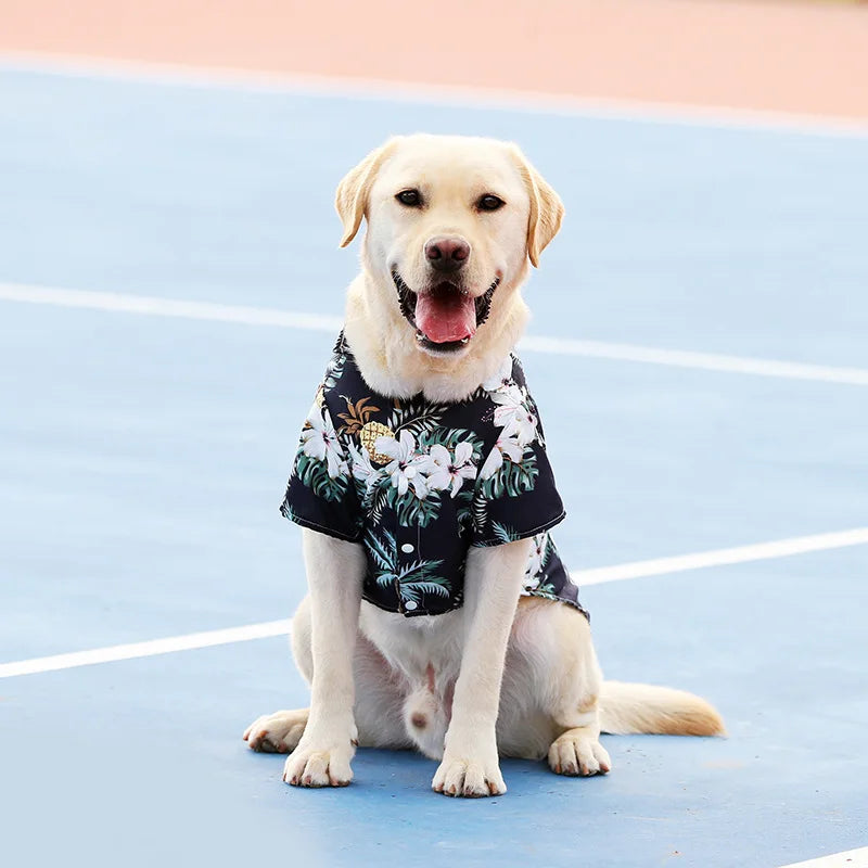 Cute Labrador wearing a breathable, black floral Hawaii-style summer pet shirt for comfortable dog fashion.