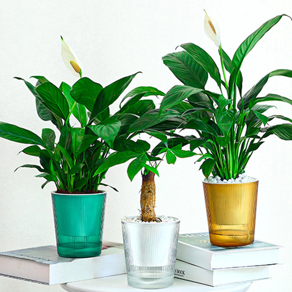 Clear Self Watering Planters Pots Household Anti Rot Self-Watering Planters for Living Room Plants Flowers Gardening Accessory