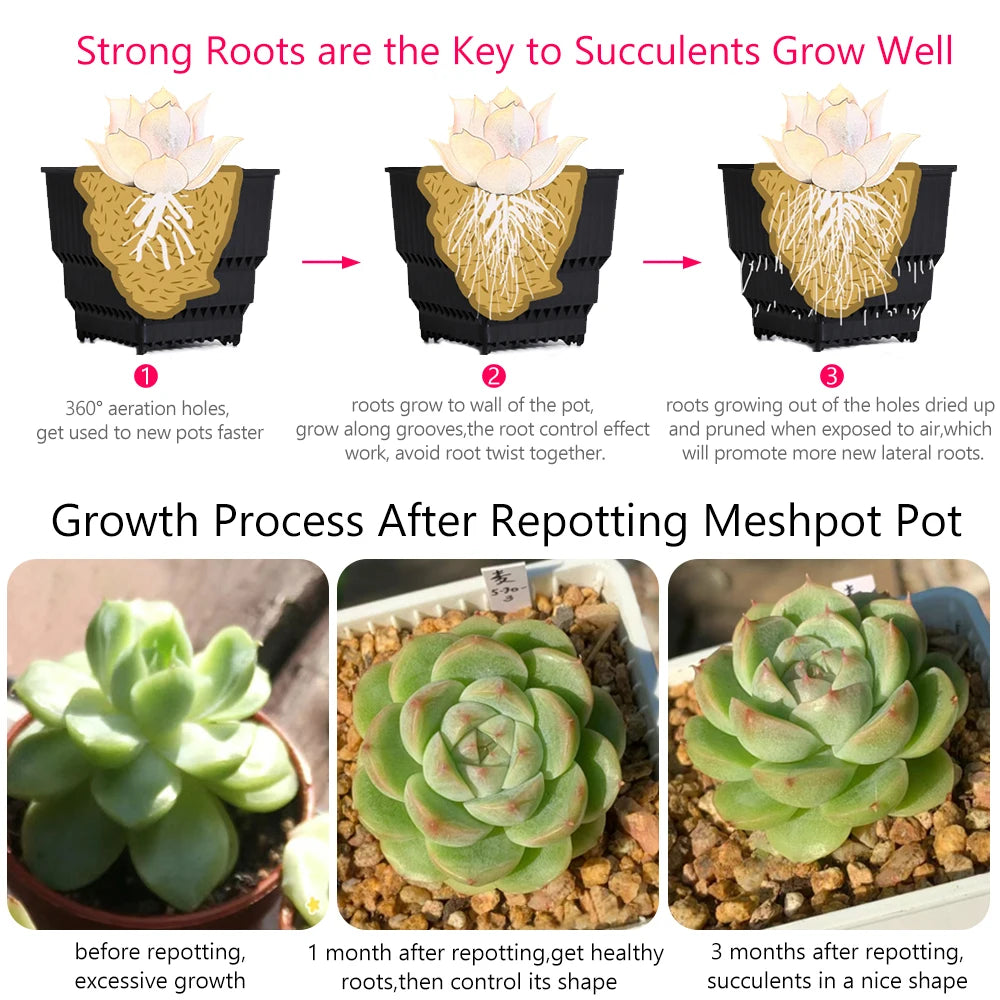 Root-control succulent pot tray with aeration holes, shown supporting a growing rosette