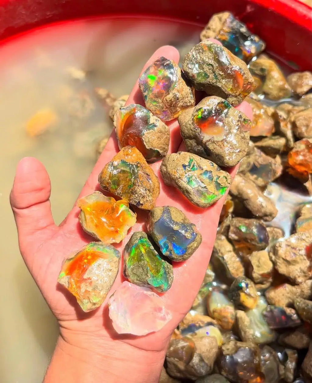 Rough Welo opal gemstone pieces in hand, multicolor fire and iridescent highlights