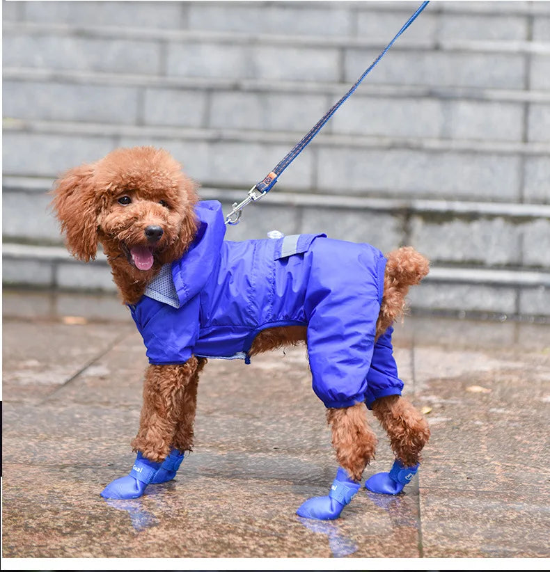 Small dog wearing blue waterproof, non-slip rain boots and matching raincoat for outdoor protection.