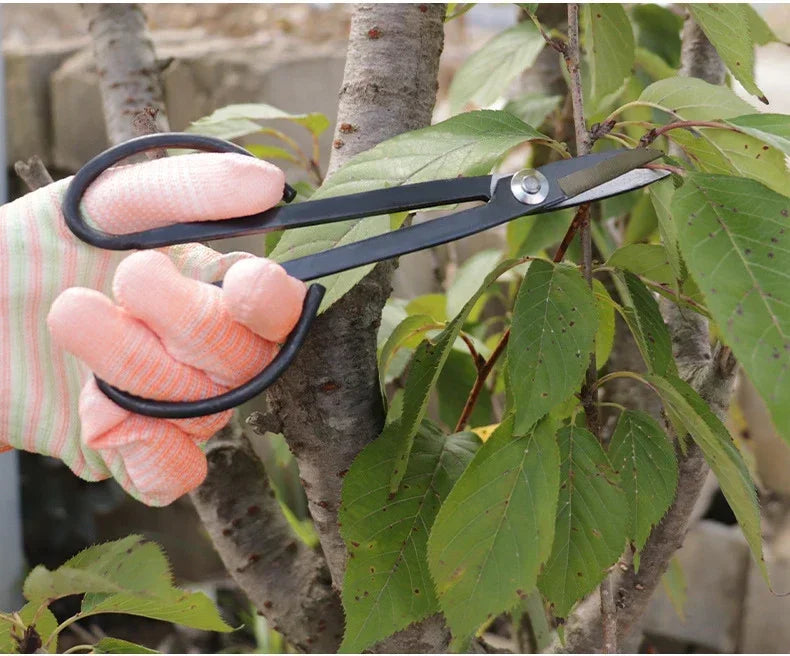Bonsai pruning scissors cutting leaves, long steel blades with black loop handle grip