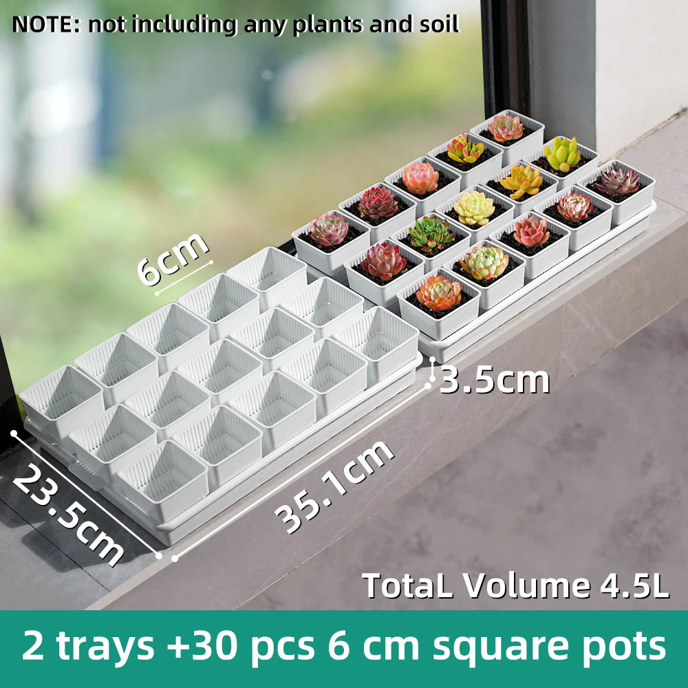White tray holding multiple 6 cm square plastic succulent pots in a neat grid.