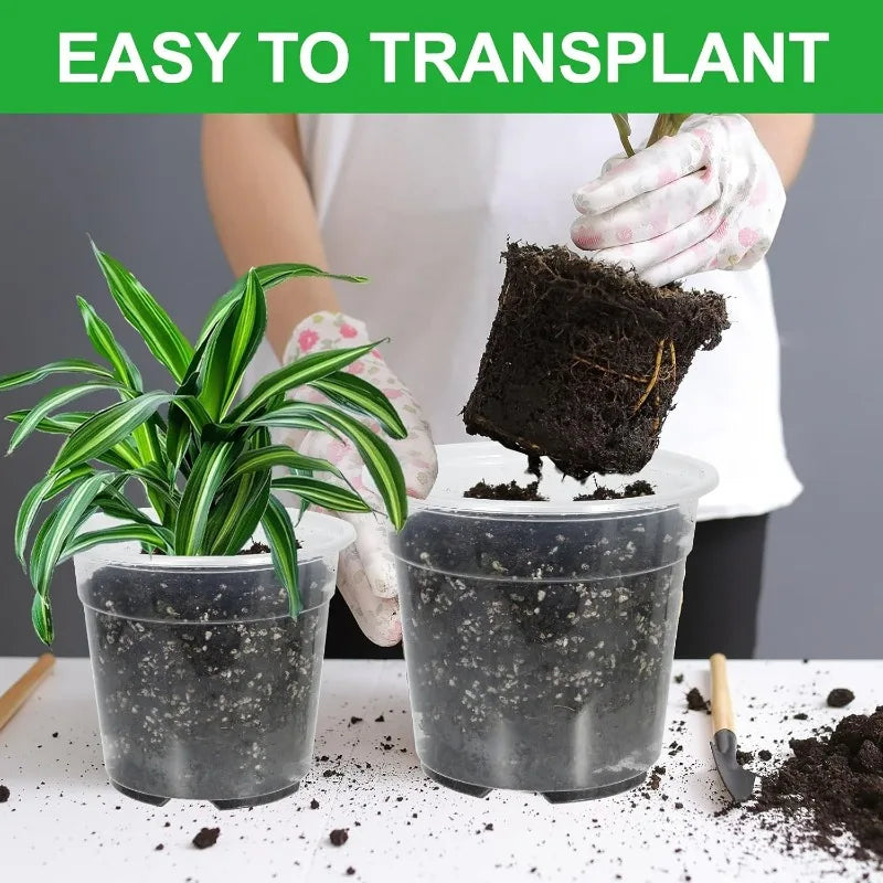 Transparent nursery cup with dark soil during transplanting, held by gloved hands