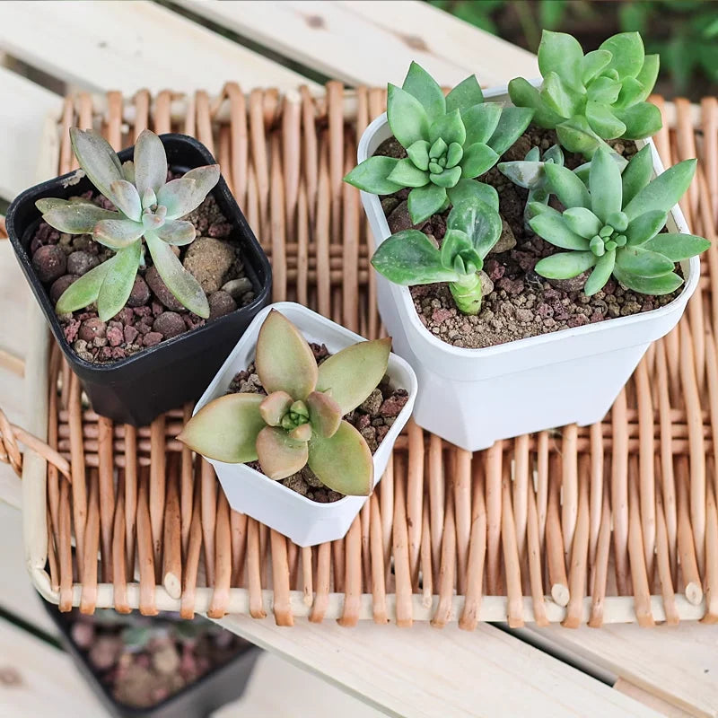 Small succulents growing in square white and black plant pots on a rack