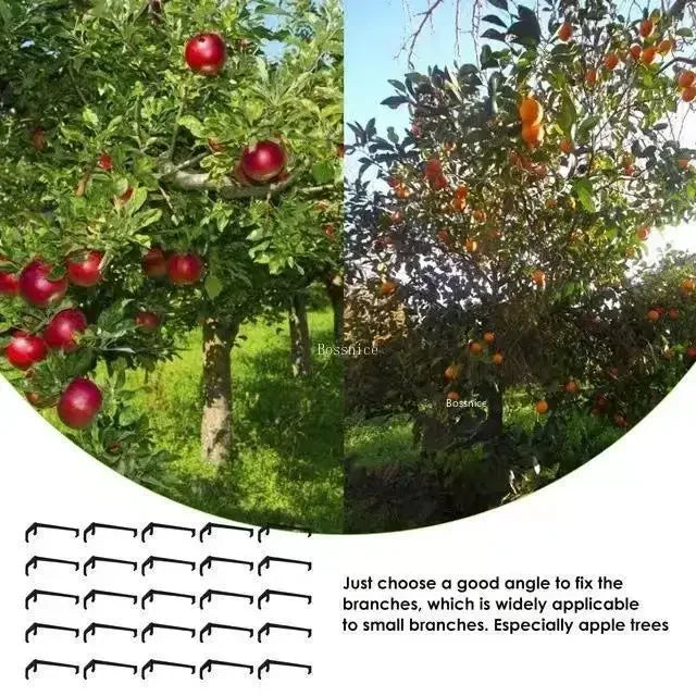 Black fruit tree training clips with V-shaped hooks on branches for shaping