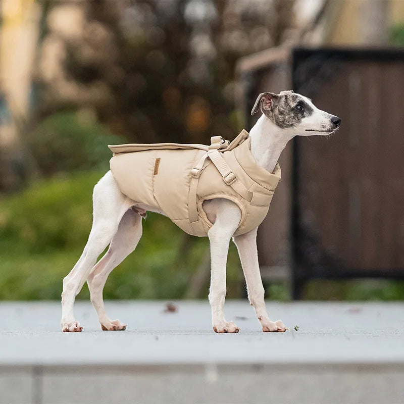 Small dog wearing a beige, thick, cotton-padded winter coat with an integrated harness for warm outdoor walks.