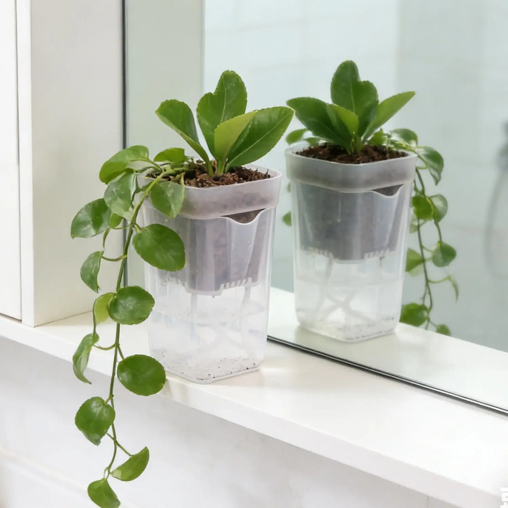 Transparent self-watering planter with trailing houseplant and clear water reservoir