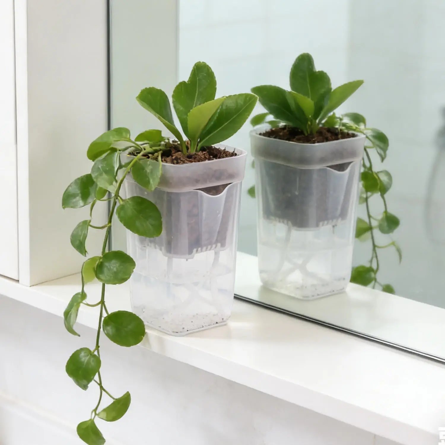 Transparent self-watering planter with trailing houseplant and clear water reservoir