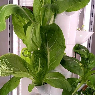 Hydroponic Growing System Garden Garden Indoor Balcony Vertical Tower Planters Soilless Culture Vegetable Grow Pot Kit DIY