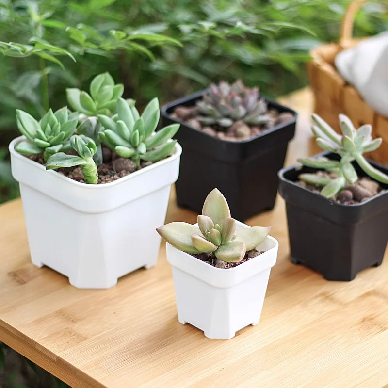White square plastic succulent planter pots with multiple plants