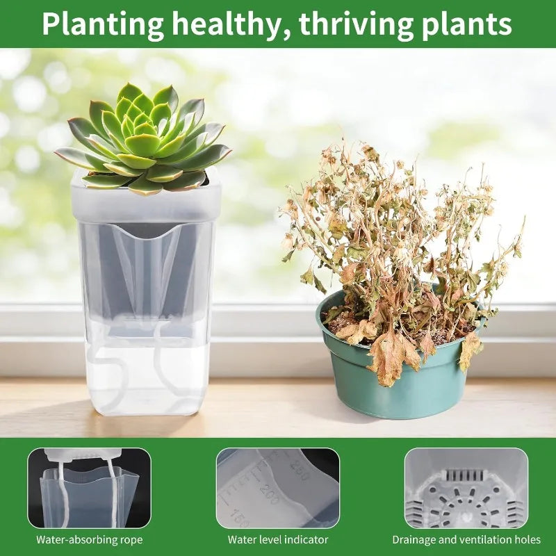 Transparent self-watering plant pot with succulent, wick reservoir and water level area