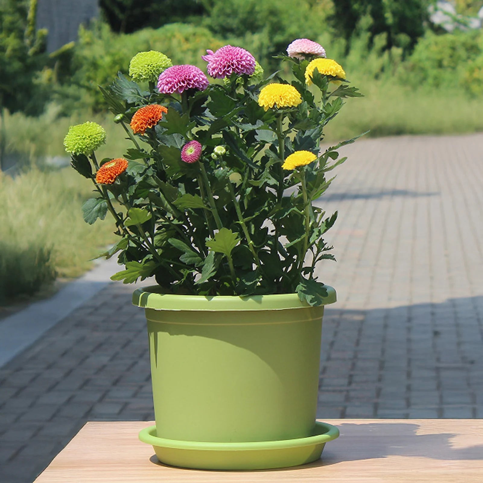 Green thick plastic self-watering flowerpot with matching drip tray under flowers