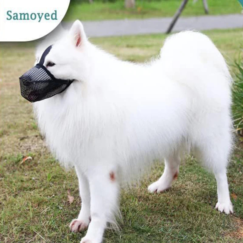 Samoyed wearing an adjustable black breathable mesh dog muzzle for anti-bite and lick control during outdoor walks.