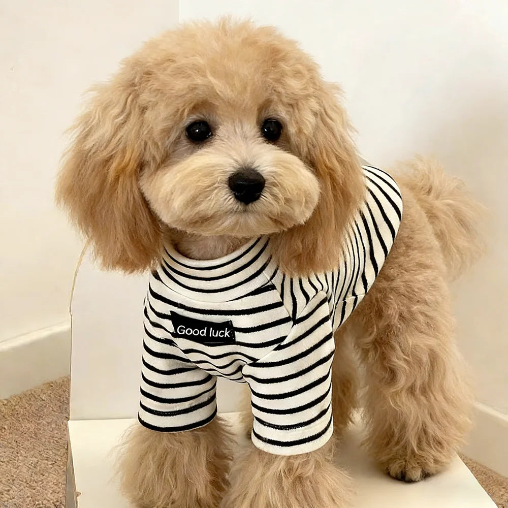 Small dog wearing a cozy black and white striped thermal shirt for autumn and winter warmth.