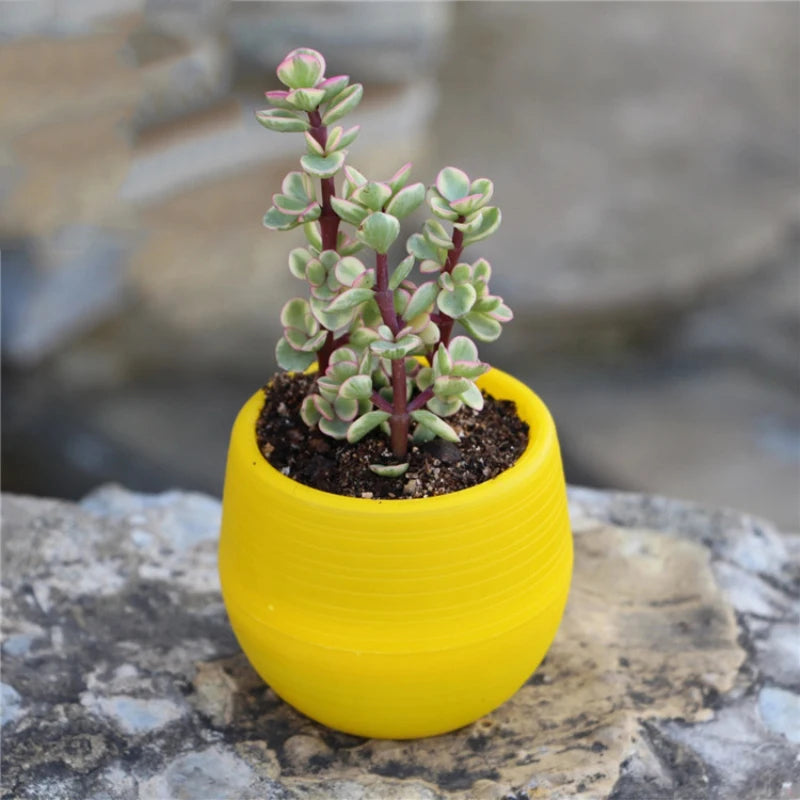 Yellow mini plastic flower pot with a small pink-tipped succulent