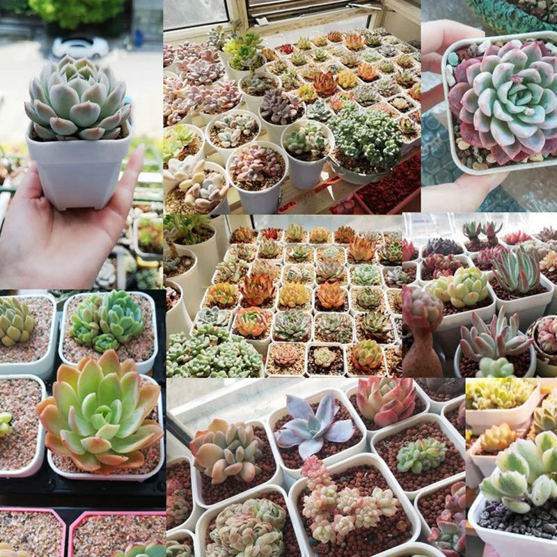 2-5PCS Quality Thicken Flower Pots ，Succulents Plant Square Flowerpots Nursery Grow Container Cactus Pot Planter Garden Supplies