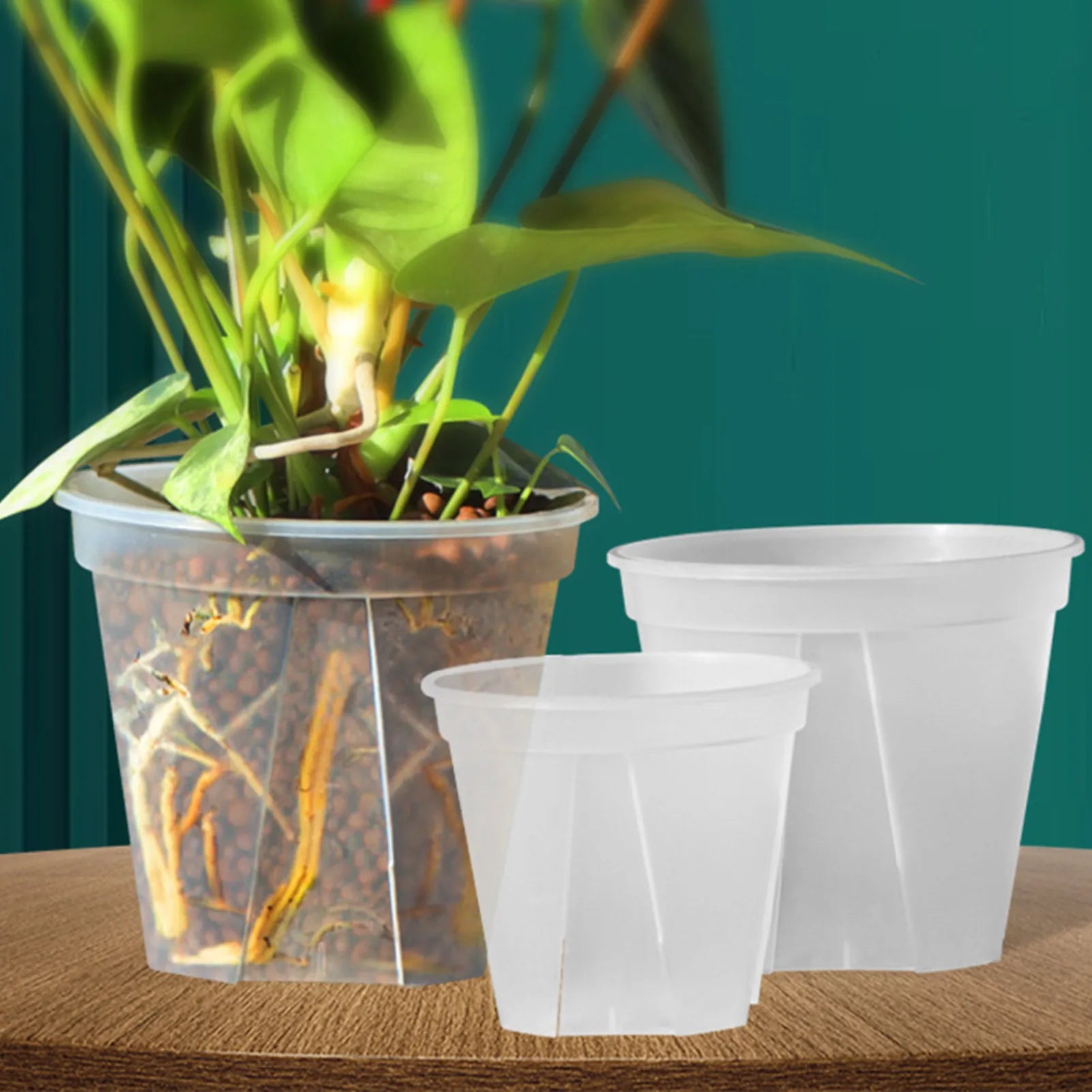Set of round plastic planters, one with drainage, holding small plants