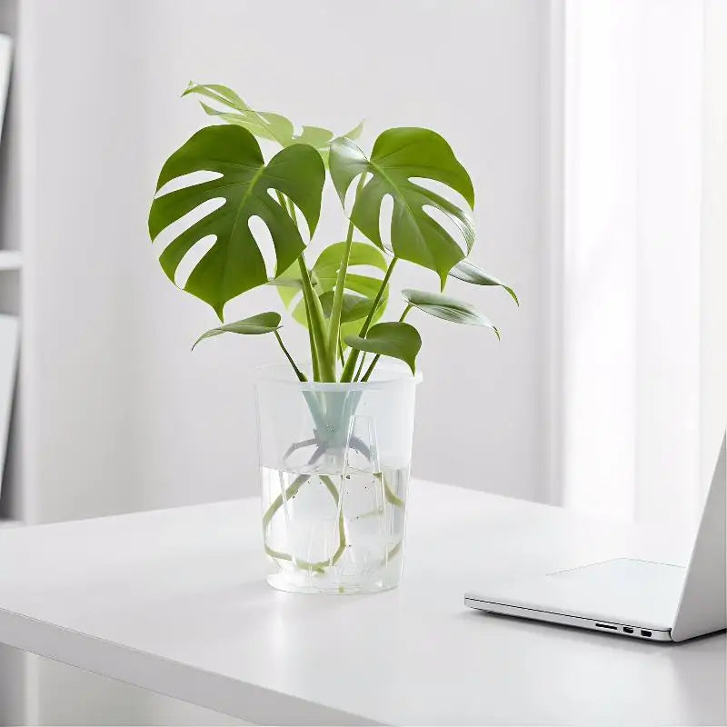 Transparent self-watering planter pot with green houseplant