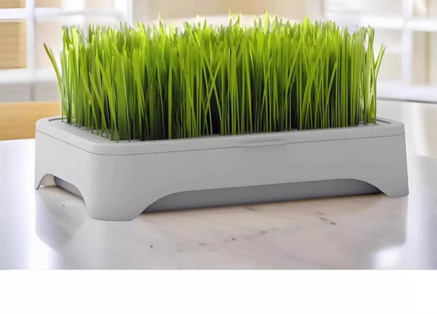 Indoor cat grass planter pot with dense green wheat grass on grey tray, front view