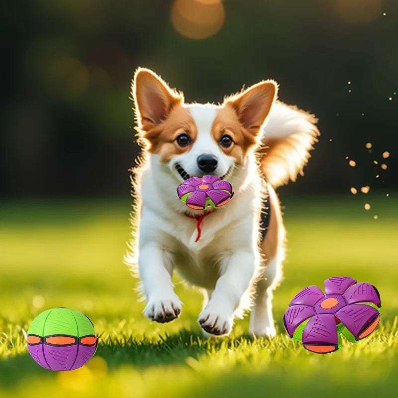Dog playing with durable purple and green deformed UFO ball toy for interactive training and outdoor exercise.