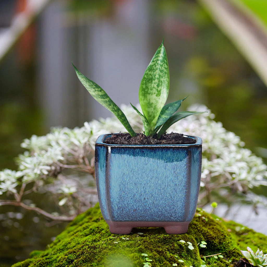 Ceramic Succulent Flower Pot with Vent Design Easy to  for Indoor and Outdoor Plants