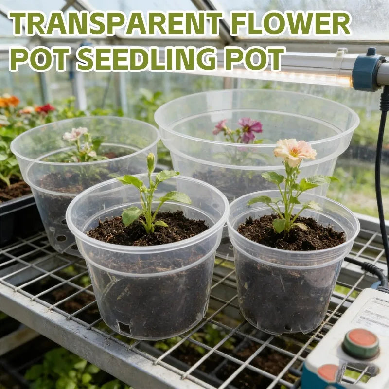 Set of clear seedling pots with soil and seedlings, round shape and drainage holes visible