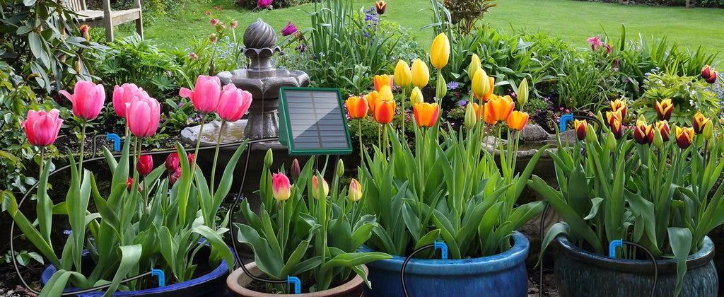 Solar drip irrigation tubing watering tulip planters in a garden with a solar panel