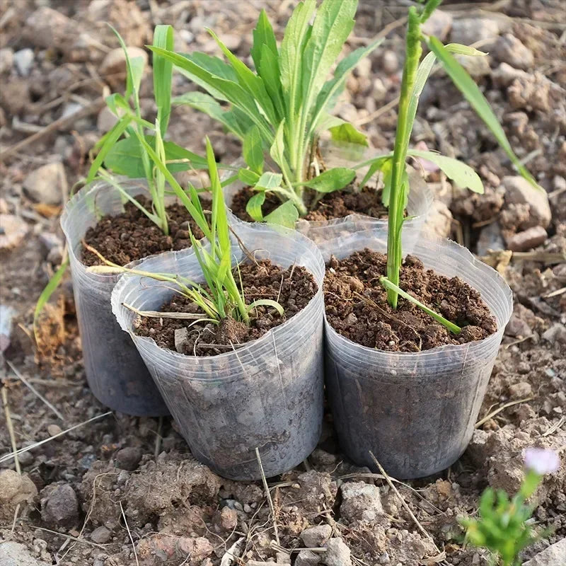 10/50PCS Transparent Seedling Pot Plants Nursery Pot Cups Gardening Transplantation Potted Flowerpot Planter Gardening Tools