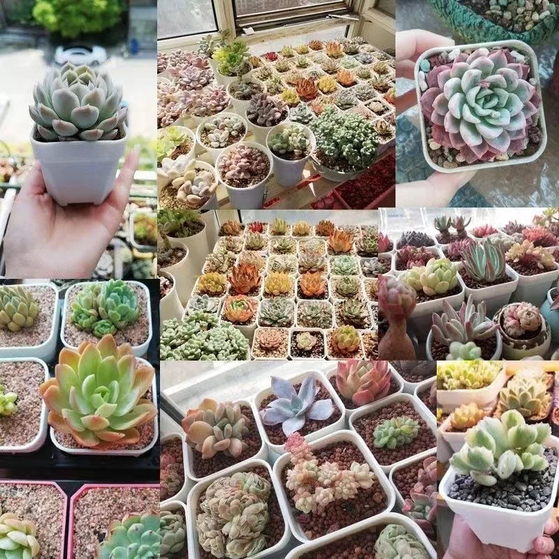 Assorted succulents in white square plastic planters, multi-pack