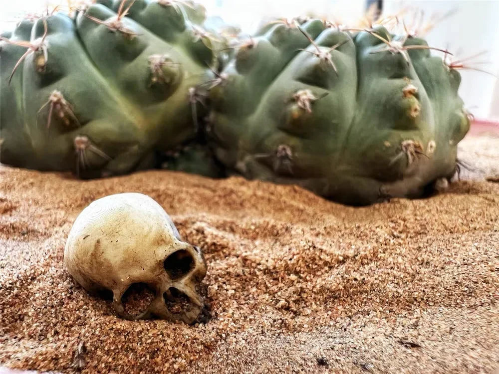 Mini faux lizard skeleton skull for reptile tank decor, desert sand base with cactus, 1:12 scale realistic pet habitat.