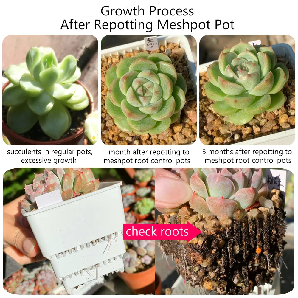Succulent in a round white mesh pot with drainage holes for lithops and cactus seedlings