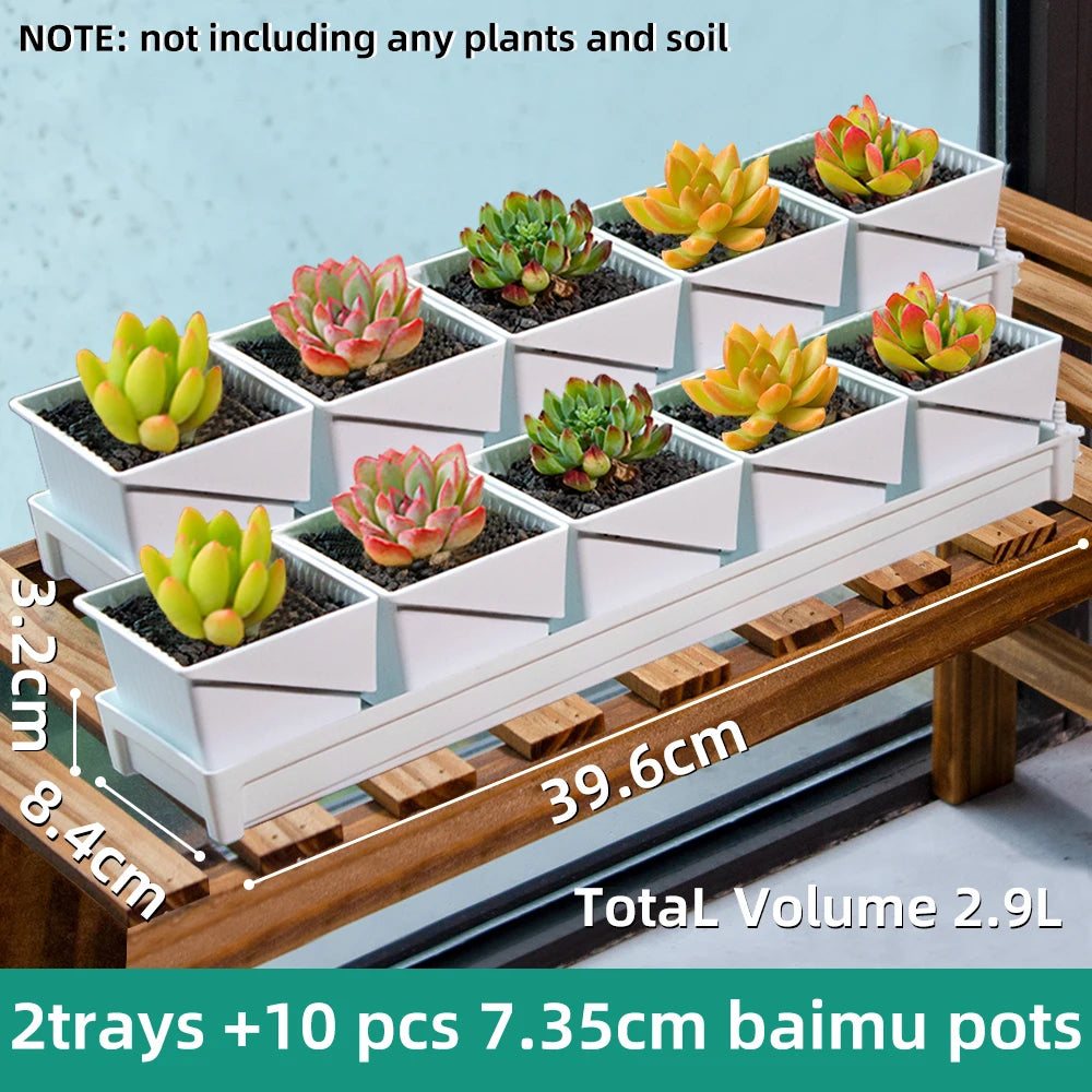 Two trays of white 7.35 cm square succulent pots, filled with small succulents.