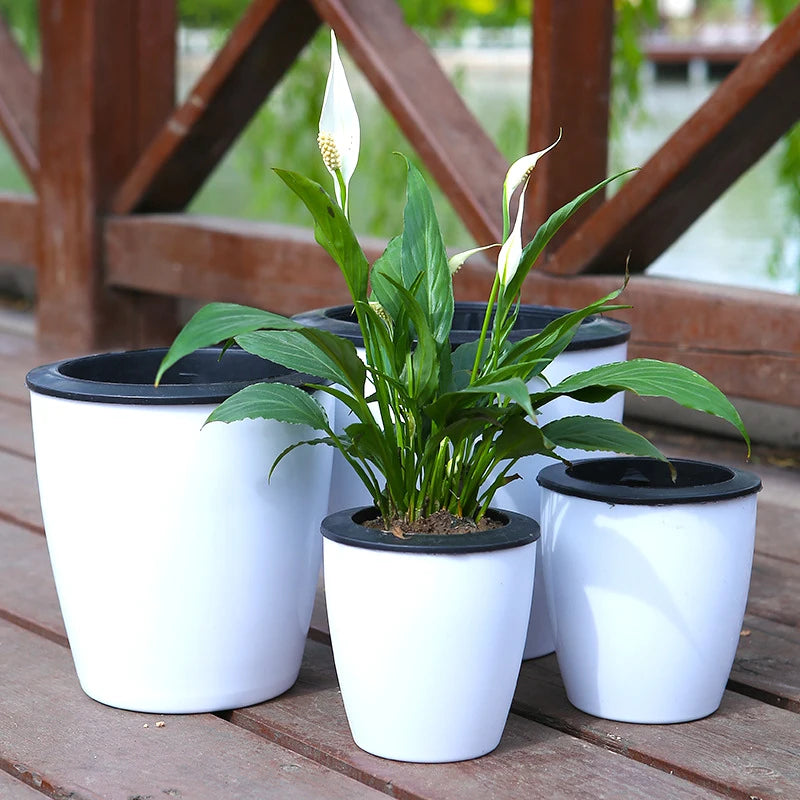 White self-watering pots with black lids holding potted green shoots on a wooden table.
