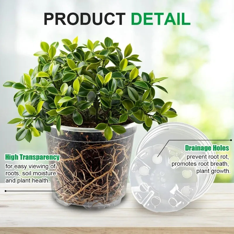 High-transparency clear nursery pot with soil and green leaves, plus matching lid