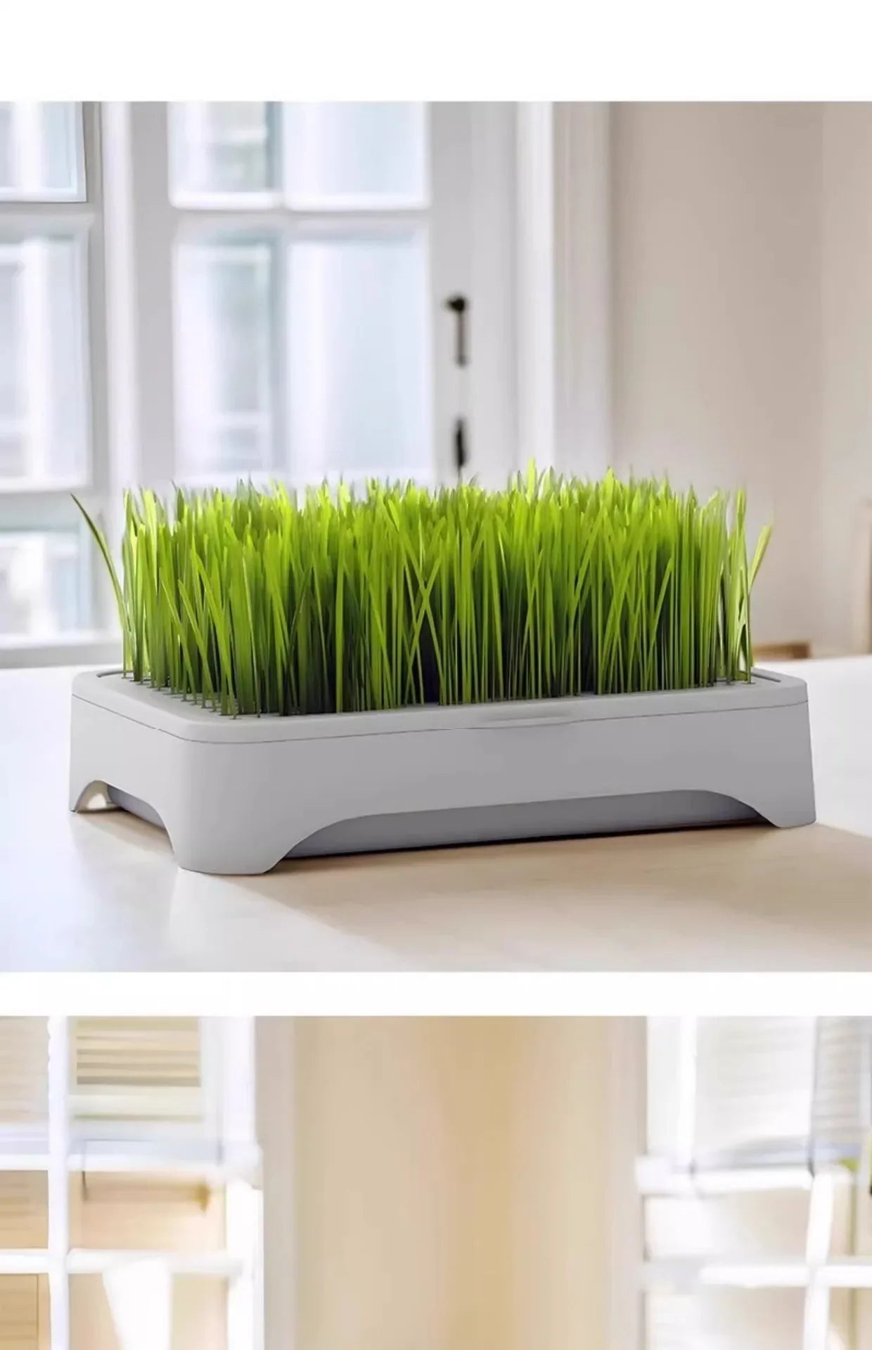 Indoor cat grass planter pot with bright green wheat seedlings in a grey tray