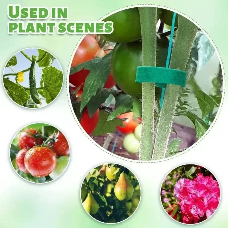 Green plant tie tape looped to hold stems together in garden use.