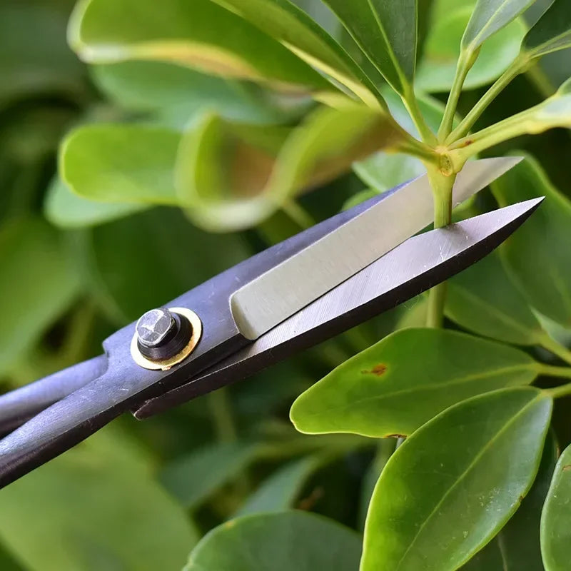 Bonsai pruning scissors cutting a small green branch; long steel blades and pivot bolt