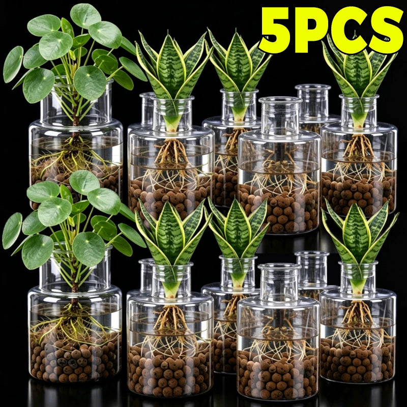 Hydroponic vase plant set with multiple clear pots, green sprouts, and exposed roots