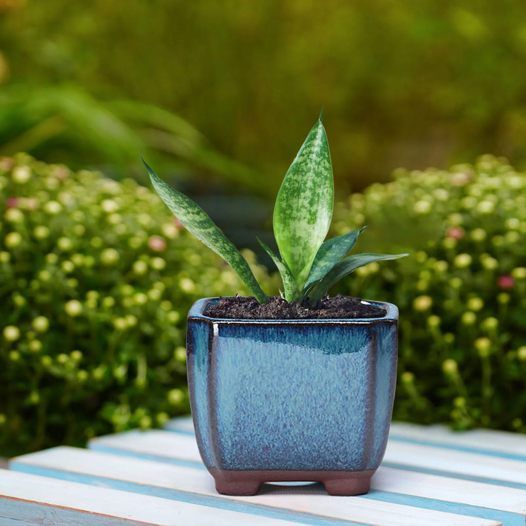 Ceramic Succulent Flower Pot with Vent Design Easy to  for Indoor and Outdoor Plants