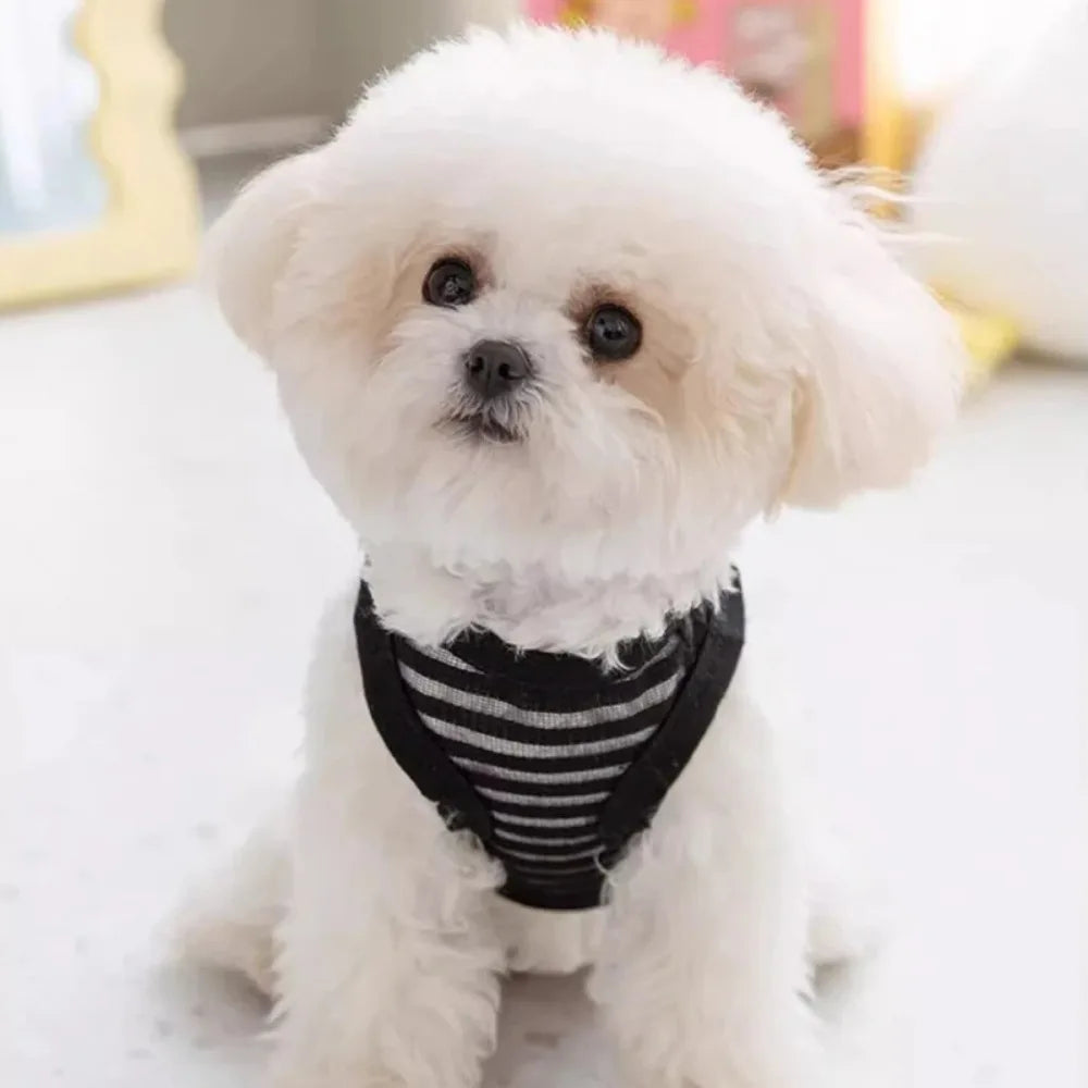 Small dog wearing a breathable black striped summer cooling vest for comfortable, stylish puppy casual wear.
