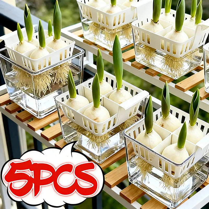 Row of hydroponic tulip containers with clear acrylic bases, white baskets, and green sprouts