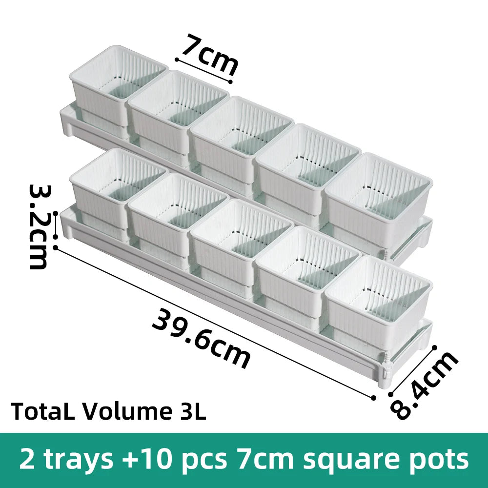 Two white trays with 7 cm square plastic succulent pots arranged in rows.