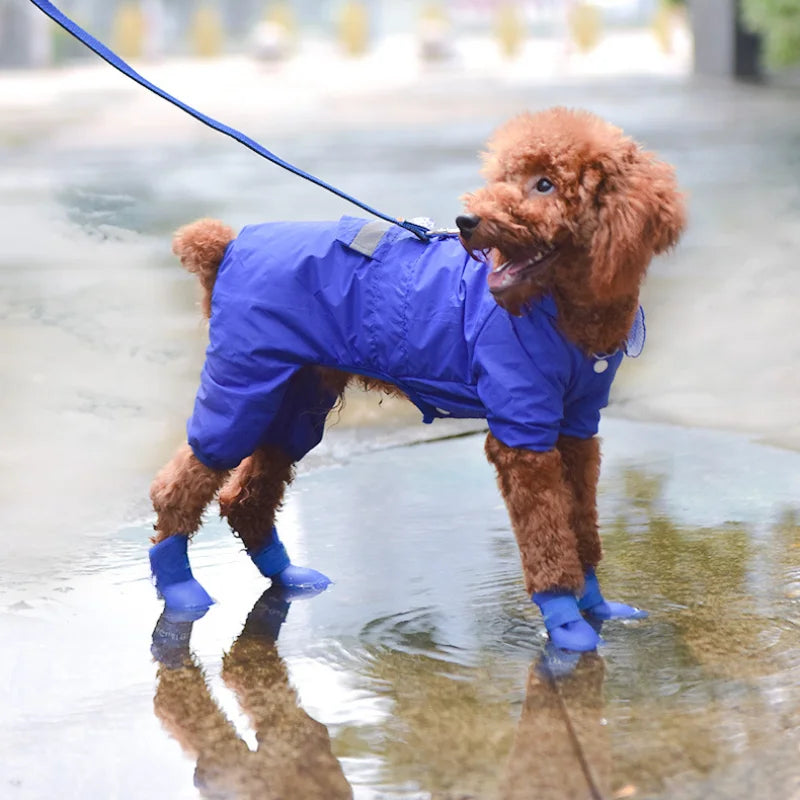 Brown poodle wearing blue waterproof non-slip dog rain boots and a matching raincoat for protection on wet walks.