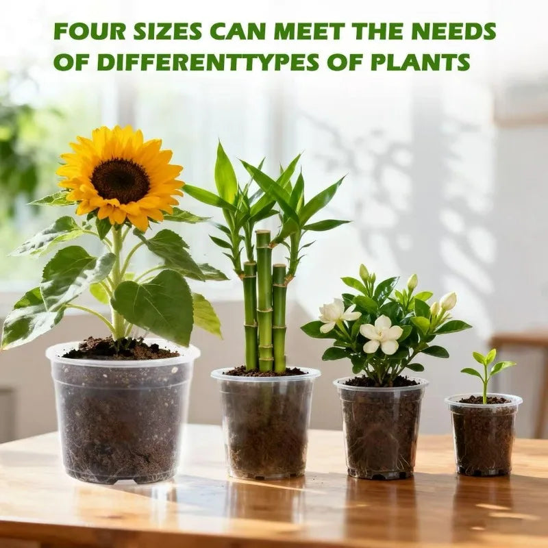 Set of small transparent plant cups with seedlings, shown in several sizes