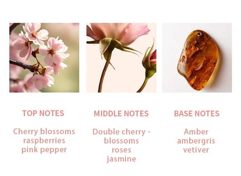 Scent profile of Oriental Cherry Blossom perfume featuring pink sakura, fresh roses, and warm golden amber base notes.
