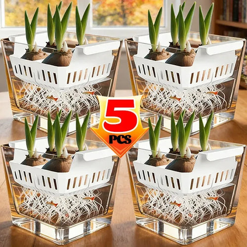 Set of 5 clear hydroponic planter pots with white 4-cell rack and tulip bulb sprouts
